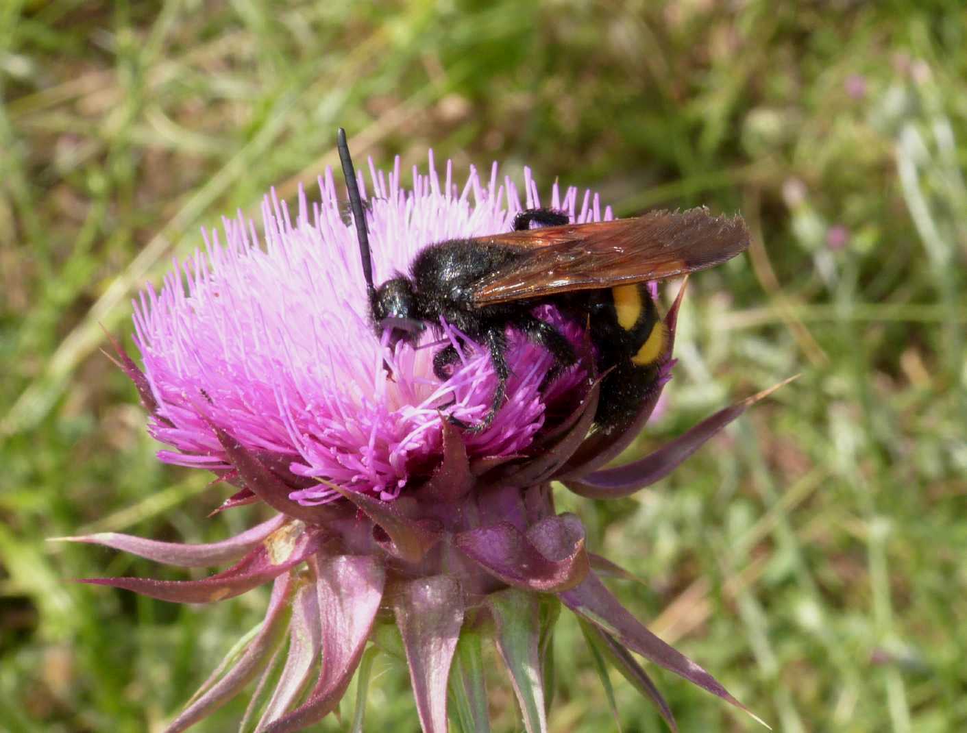 Megascolia maculata flavifrons